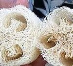 loofah