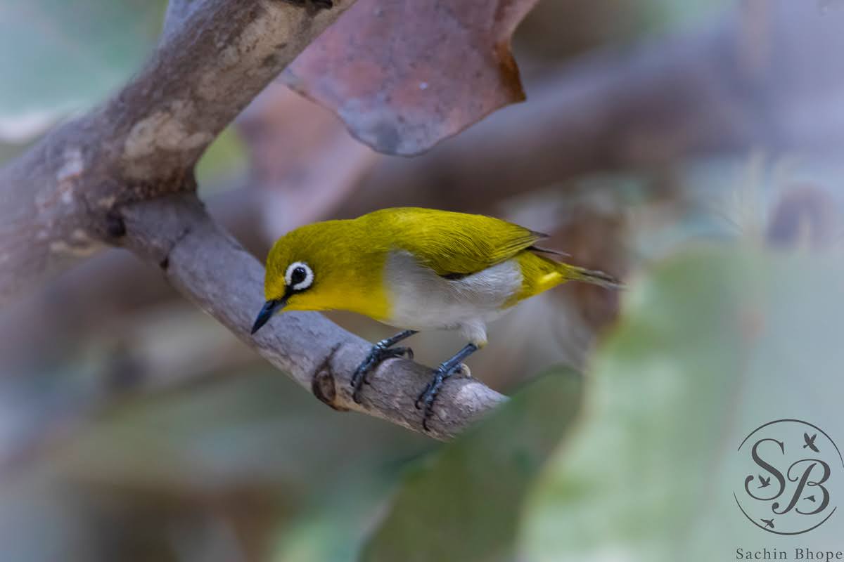 IndianWhiteEye1