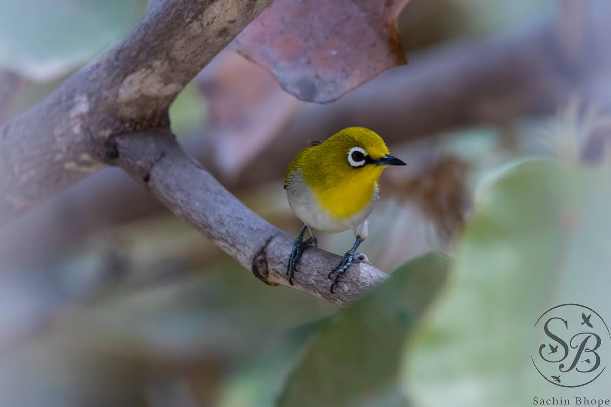 IndianWhiteEye2
