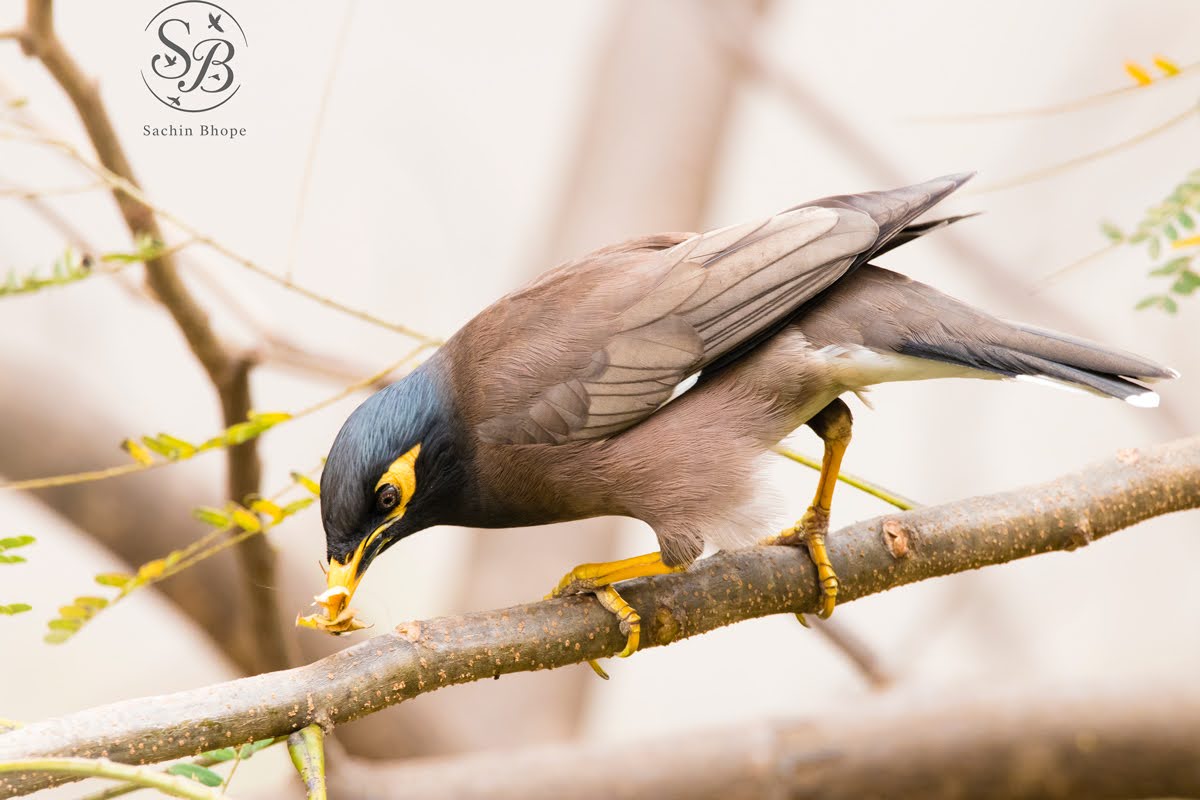 Myna-1