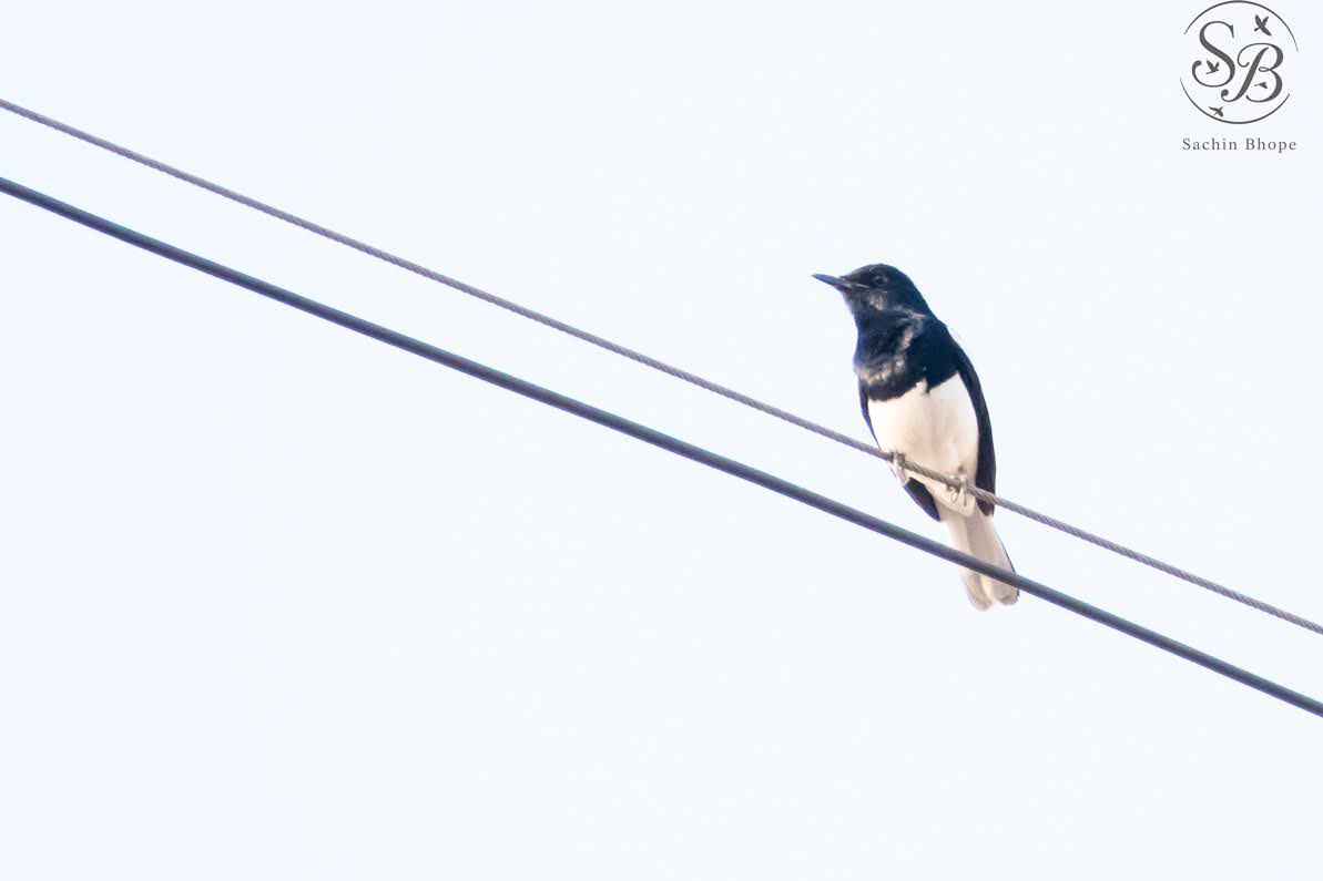 OrientalMagpieRobin-1