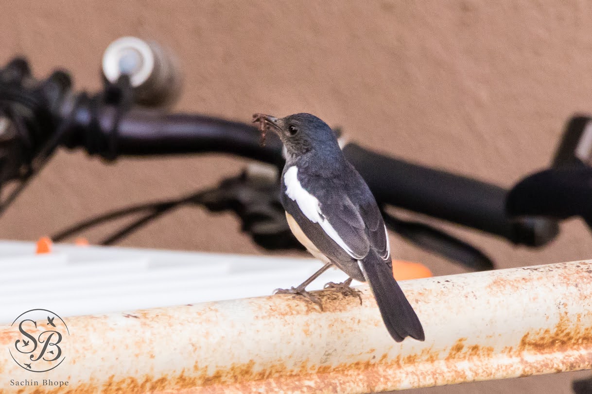 OrientalMagpieRobin-3