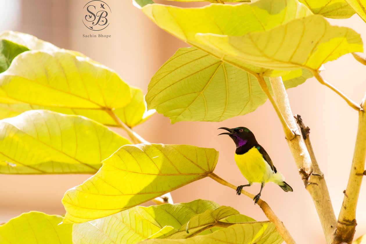 PurpleRumpedSunbird-1