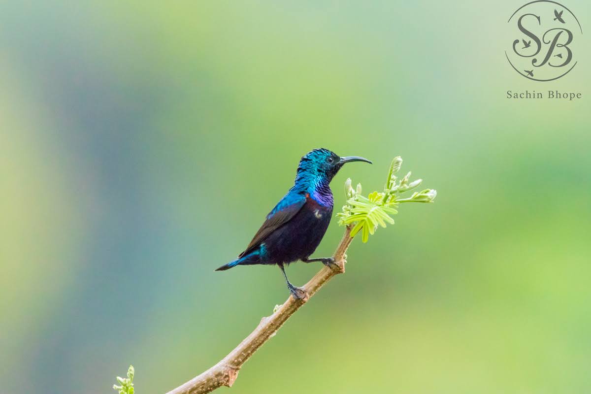 PurpleSunbird