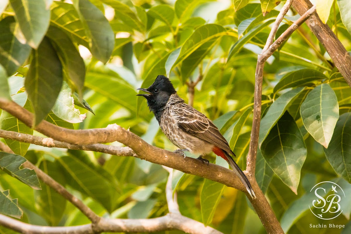 RedVentedBulbul-1