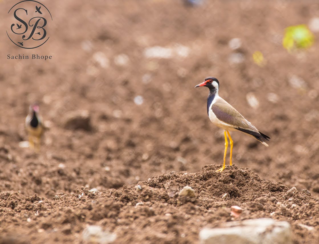 RedWattledLapwing