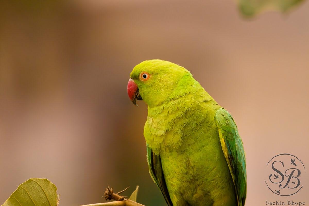 RoseRingedParakeet-1