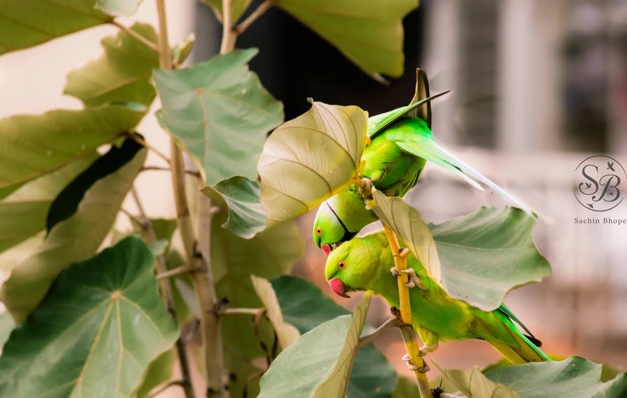 RoseRingedParakeet-2