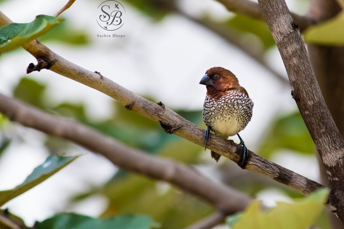 ScalyBreastedMunia