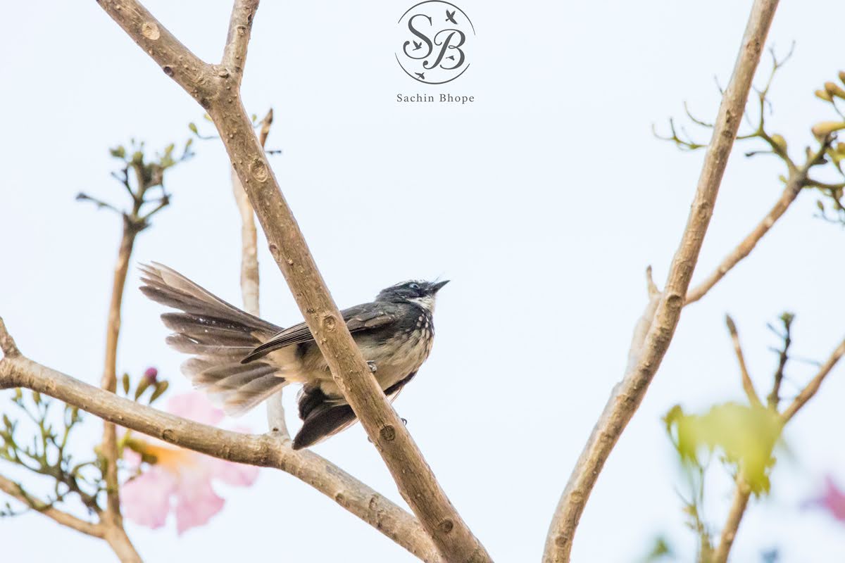 WhiteSpottedFantail-2