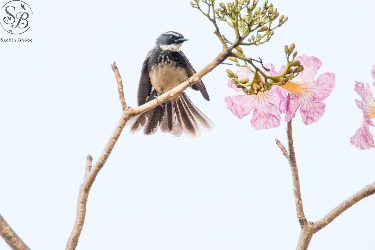 WhiteSpottedFantail-5