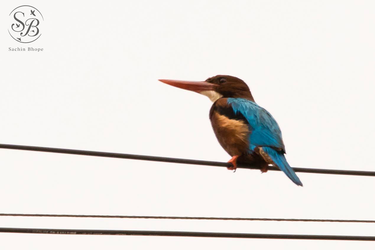 White-throated Kingfisher